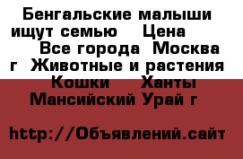 Бенгальские малыши ищут семью) › Цена ­ 5 500 - Все города, Москва г. Животные и растения » Кошки   . Ханты-Мансийский,Урай г.